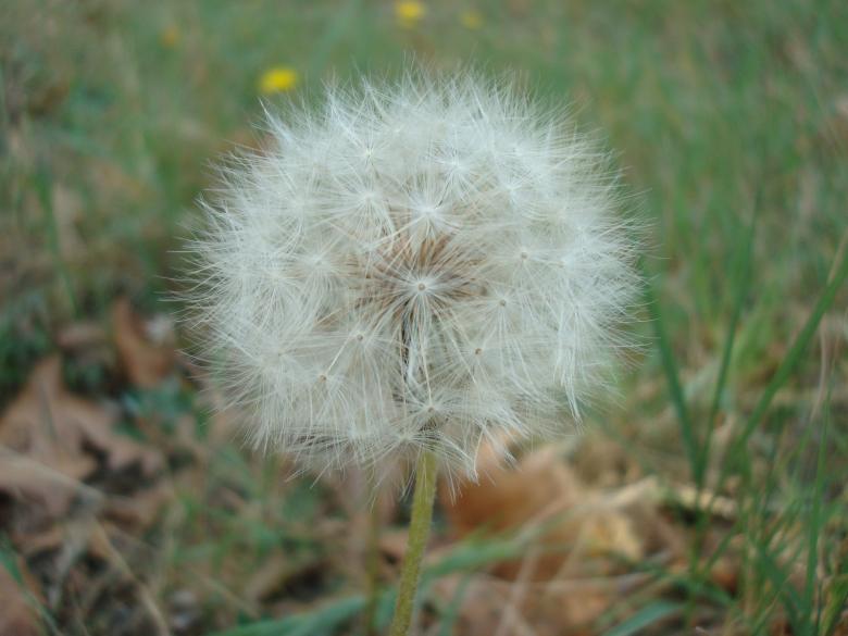 Free stock image of Dandelion flower created by Boris Kyurkchiev