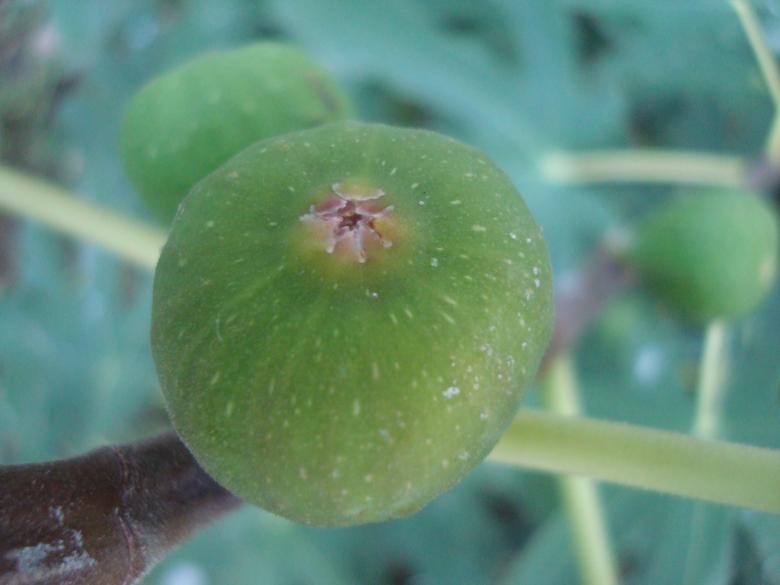 Free stock image of Fig fruit created by Boris Kyurkchiev
