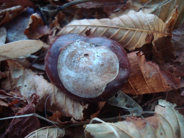 Free stock image of Chestnut on autumn leaves created by Boris Kyurkchiev