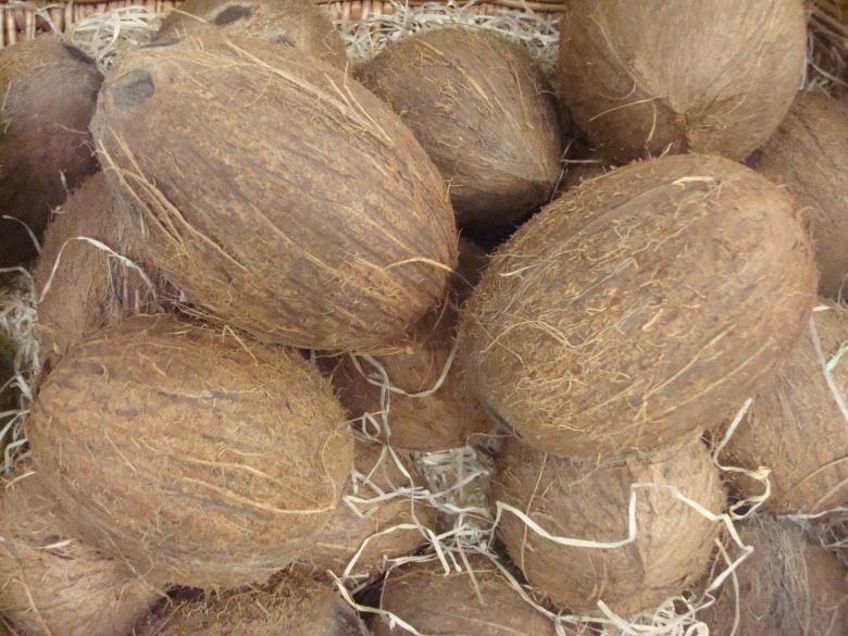 Free stock image of Coconuts created by Boris Kyurkchiev