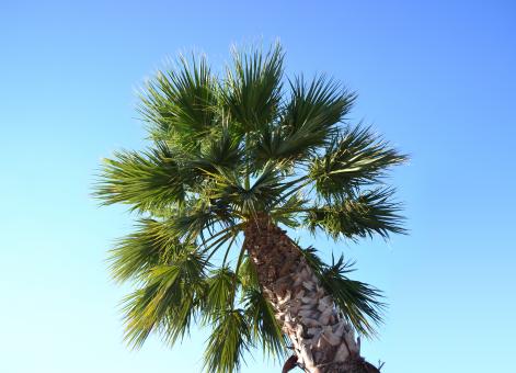 Palm tree