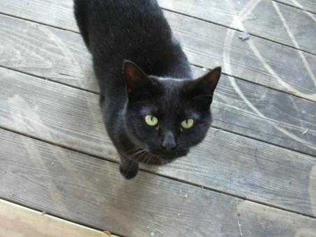 Free Stock Photo of Black Cat