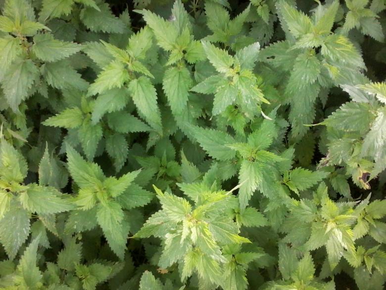 Free stock image of Nettle created by Laura Dambite