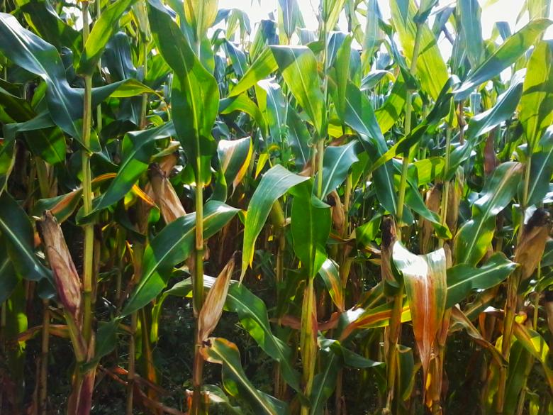 Free stock image of Corn created by Laura Dambite