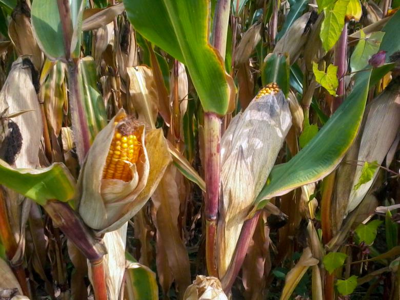 Free stock image of Opening corncobs created by Laura Dambite
