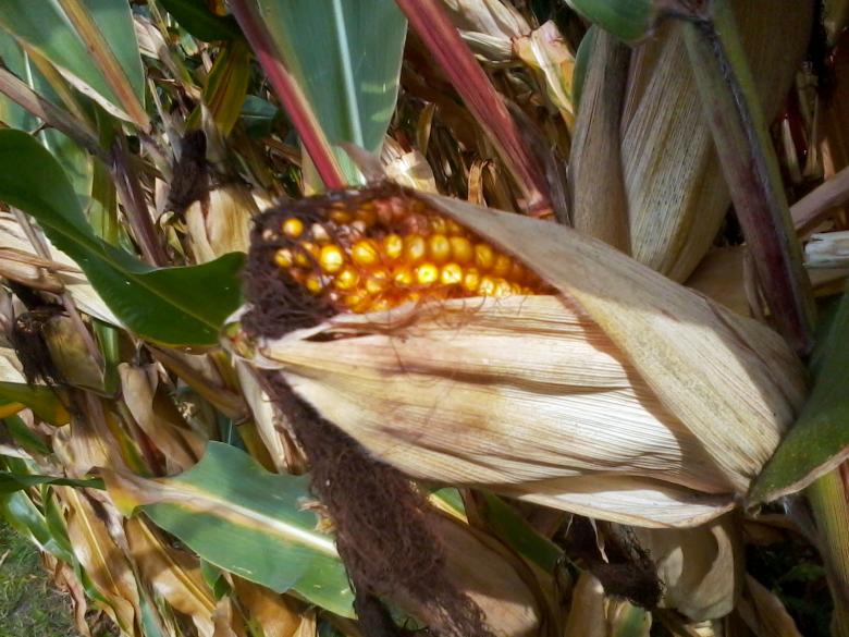 Free stock image of Open corncob created by Laura Dambite