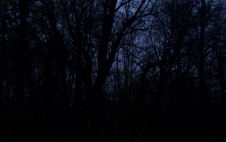 Free stock image of Dark forest created by Laura Dambite