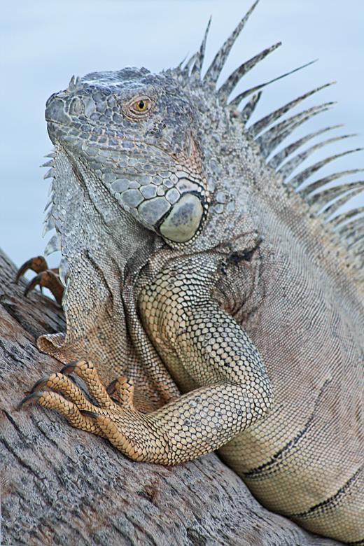 Free stock image of Iguana created by Tony Ryta