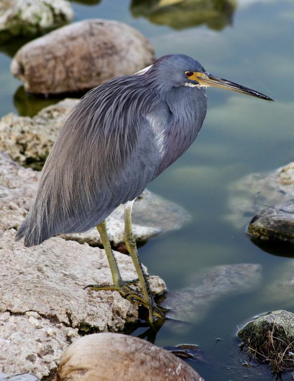 Free stock image of Heron created by Tony Ryta