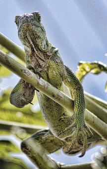 Iguana - Free Stock Photo