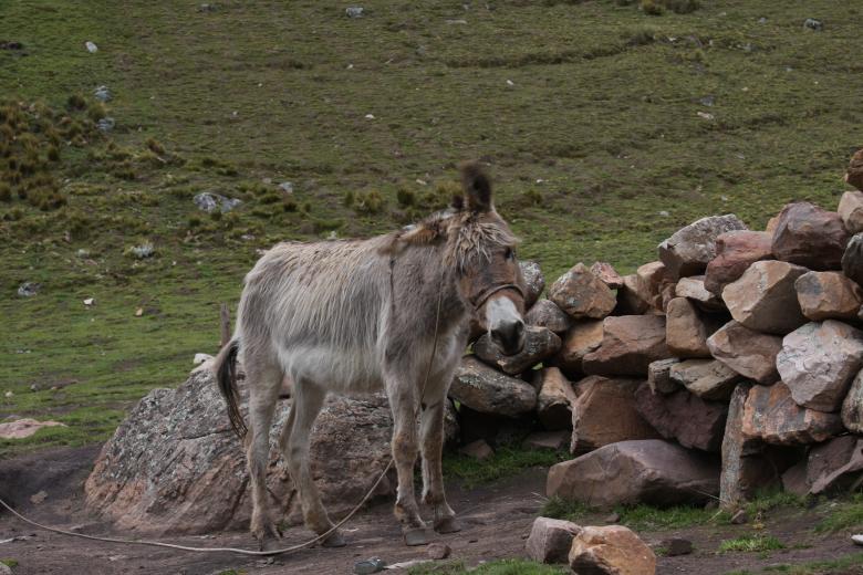 Free stock image of Burro created by Fernando