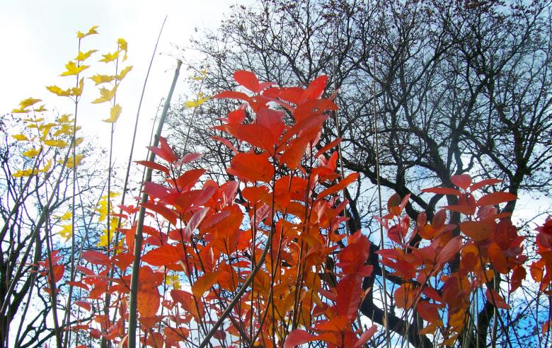 Free stock image of Red leafs created by Laura Dambite