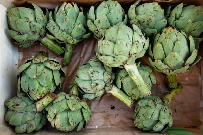 Free stock image of artichoke created by Luka