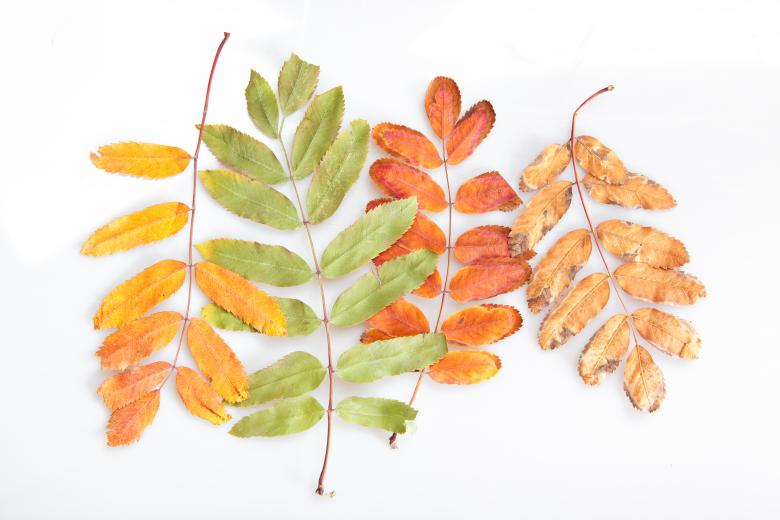 Free stock image of leaves created by 2happy