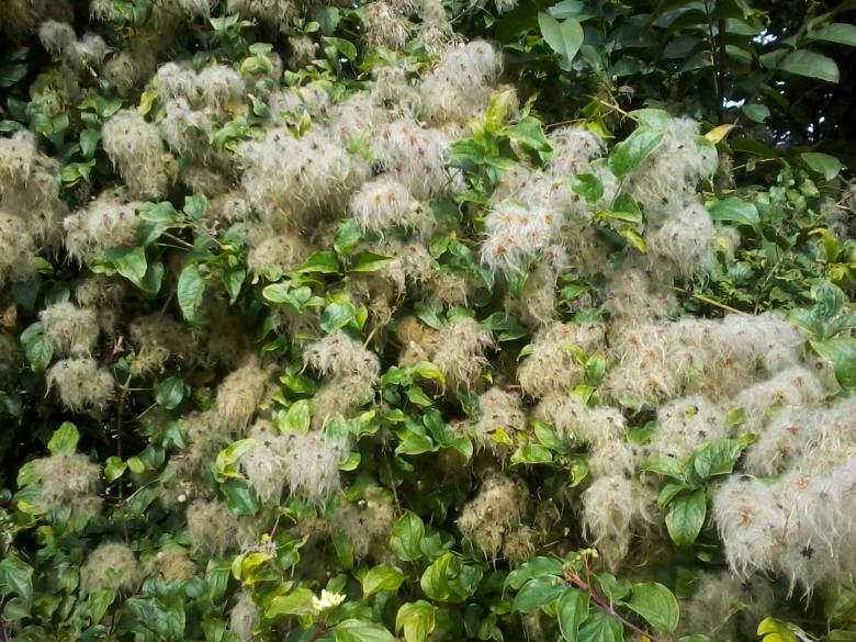 Free stock image of Fluffy flowers created by Laura Dambite
