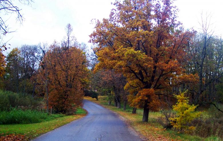 Free stock image of Into autumn created by Laura Dambite