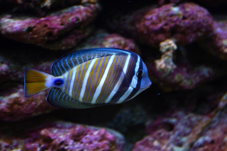 Free stock image of Surgeon Fish created by Geoffrey Whiteway