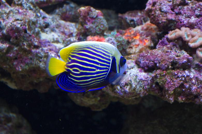 Free stock image of Surgeon Fish created by Geoffrey Whiteway