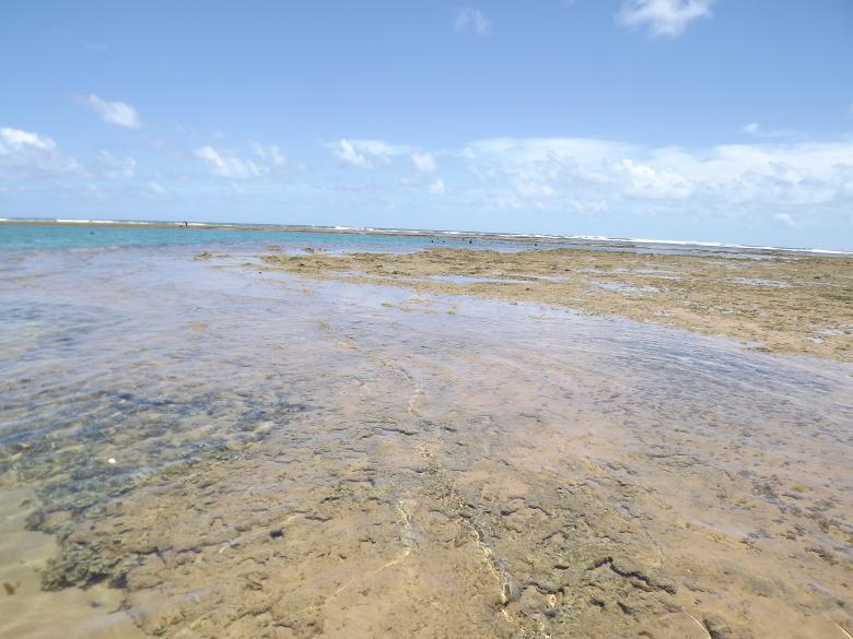 Free stock image of Coral Reefs created by Edgar Eler