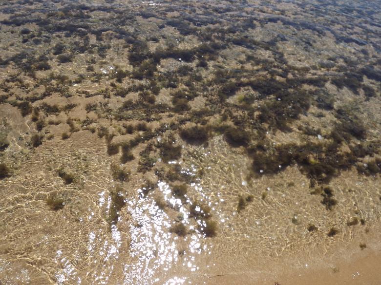 Free stock image of Algae in a Clear Water created by Edgar Eler