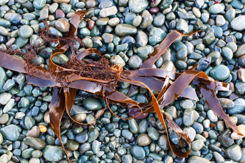 Free stock image of Kelp and Beach Rocks created by Geoffrey Whiteway