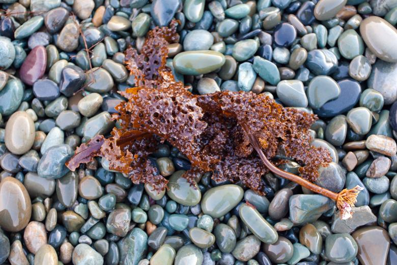 Free stock image of Kelp and Beach Rocks created by Geoffrey Whiteway