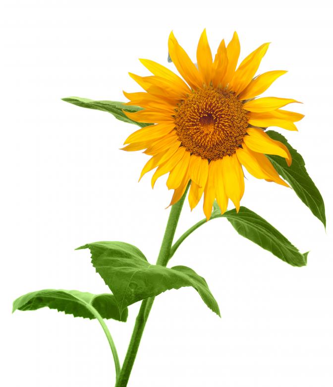 Free stock image of Sunflower created by 2happy