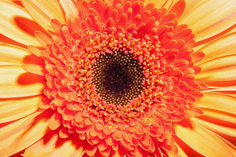 Free stock image of Gerbera created by 2happy