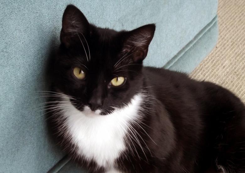 Free stock image of Guinness the Cat created by James Walton