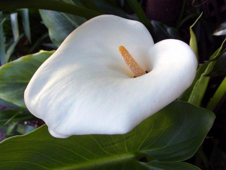 White flower - Free Stock Photo