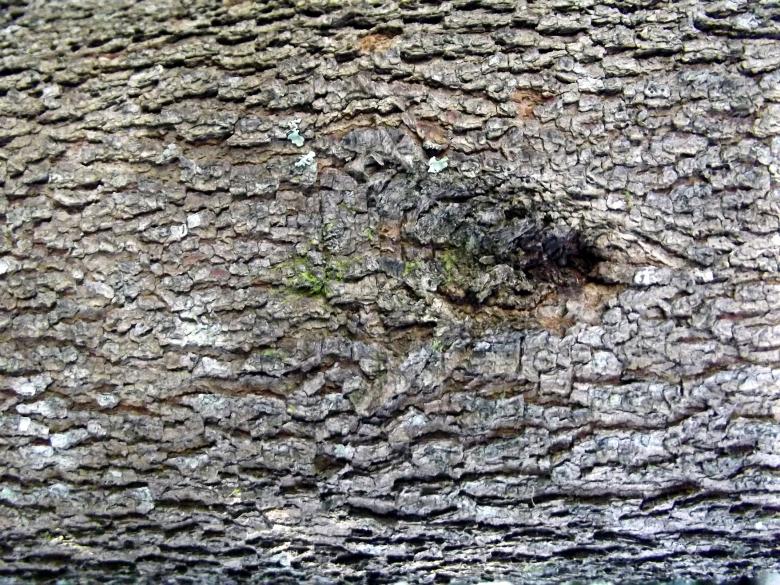 Free stock image of Barking up the wrong tree created by James Walton