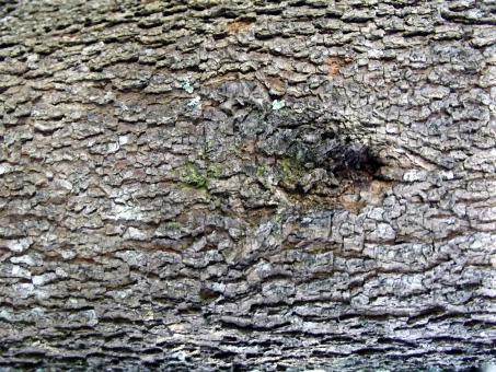 Free Stock Photo of Barking up the wrong tree