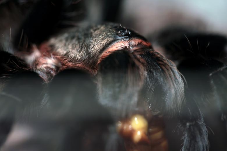 Free stock image of spider created by 2happy