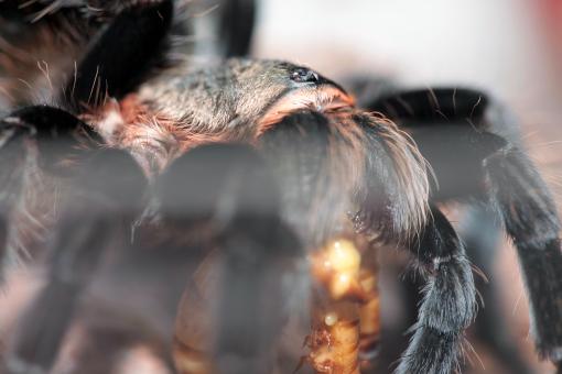 Free Stock Photo of spider