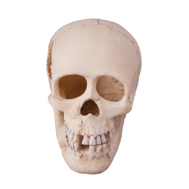 Free stock image of Skull created by 2happy