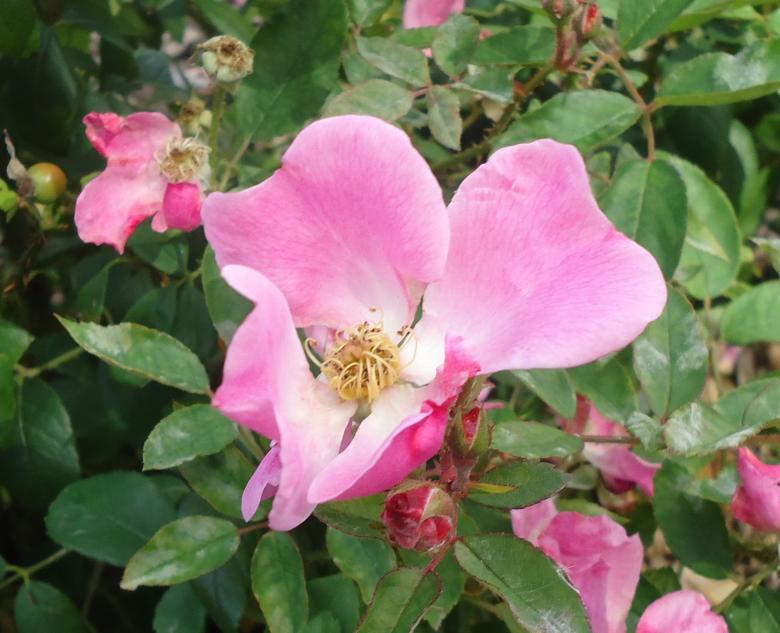 Free stock image of Pink Flower in Bloom created by Yinan Chen