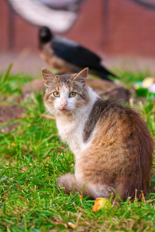Free stock image of cat and bird created by 2happy