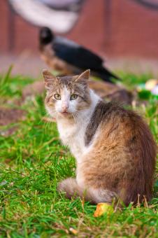 Free Stock Photo of cat and bird