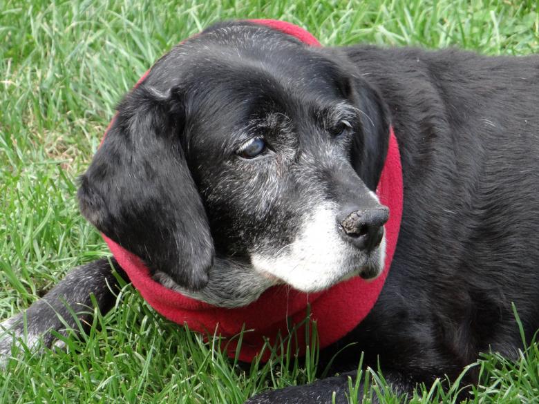 Free stock image of Old dog created by Matias Riquelme