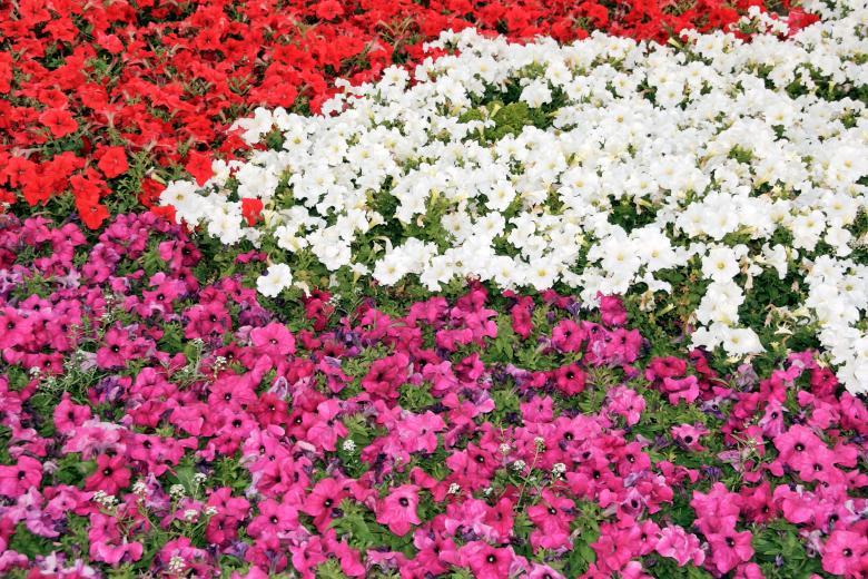 Free stock image of Flower Background created by 2happy