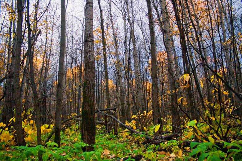 Free stock image of autumn forest created by 2happy
