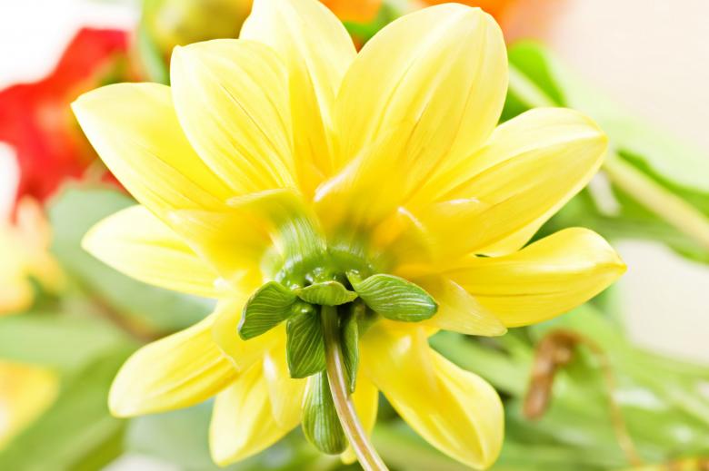 Free stock image of Yellow flower created by 2happy