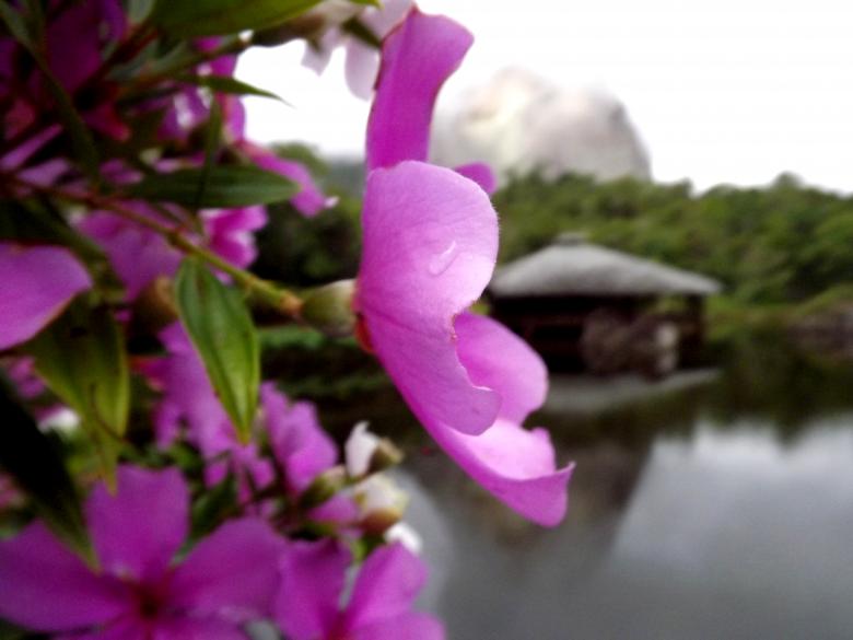 Free stock image of Pink Flower in the Dark Lake created by Edgar Eler