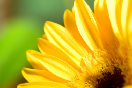 Free Stock Photo of gerbera