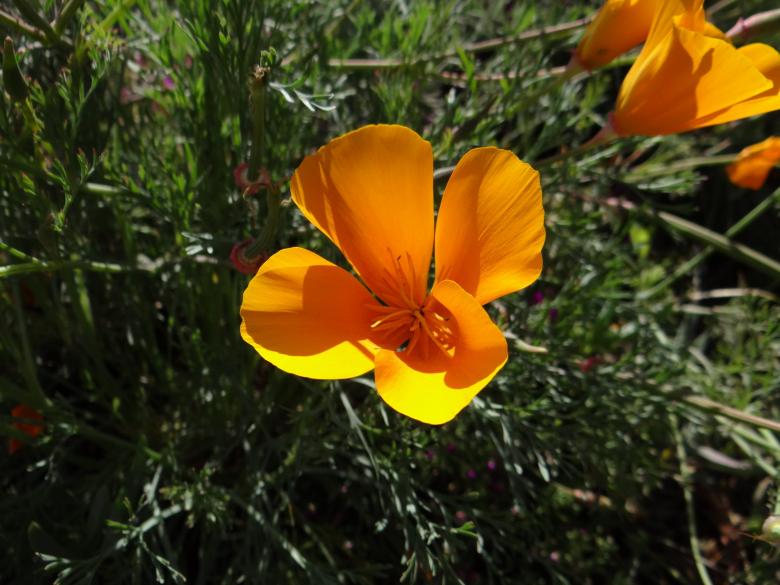 Free stock image of Yellow flower created by Matias Riquelme