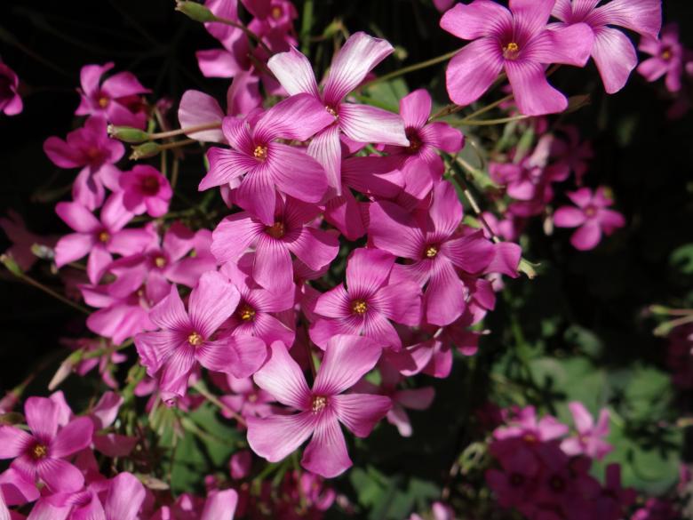 Free stock image of Pink Flowers created by Matias Riquelme