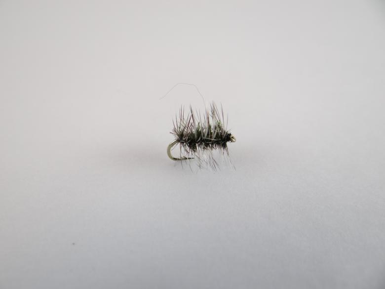 Free stock image of Griffith's Gnat Fly created by Matias Riquelme