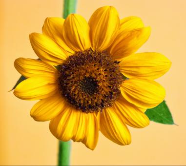 Sunflower - Free Stock Photo