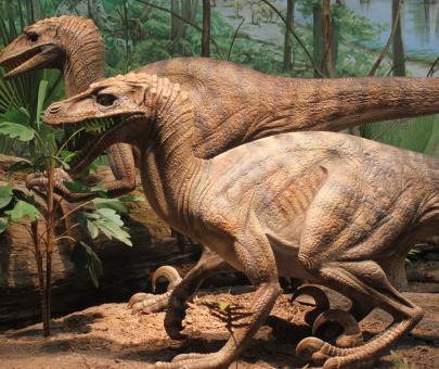 Raptors - Free Stock Photo
