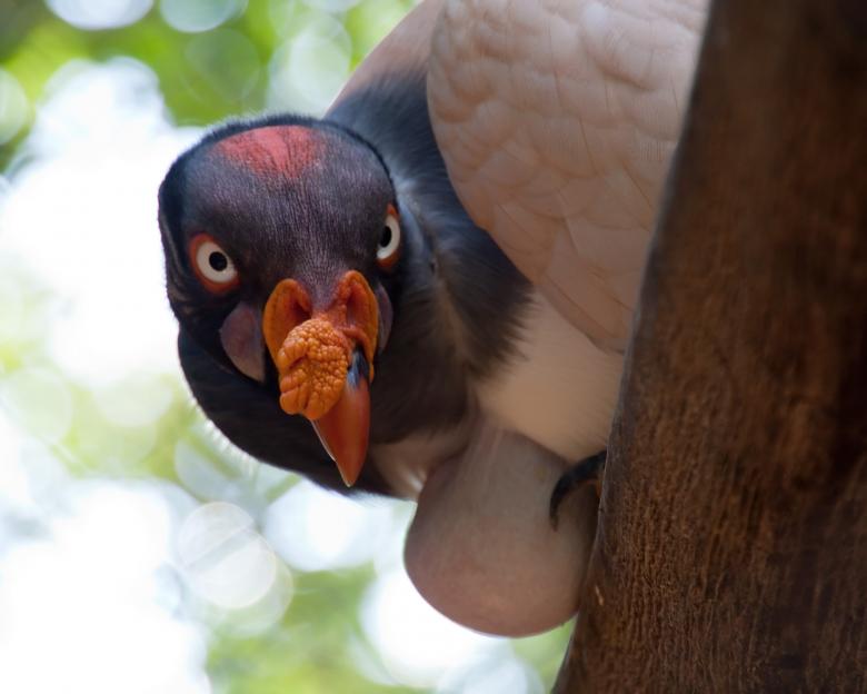 Free stock image of  King Vulture created by Geoffrey Whiteway